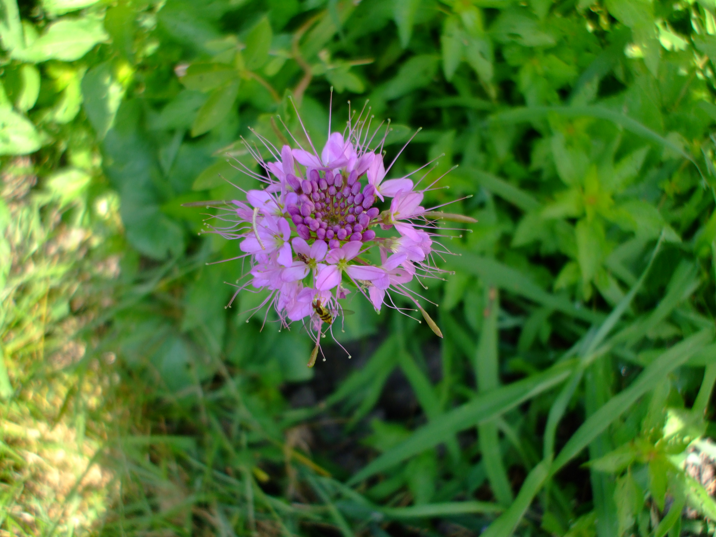 Cleome serrulata